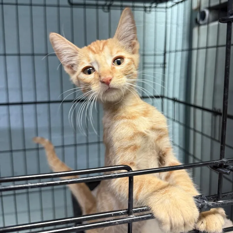 A baby small-sized male Orange / Red Domestic Short Hair cat named Sunny D for adoption in Casa Grande, AZ
