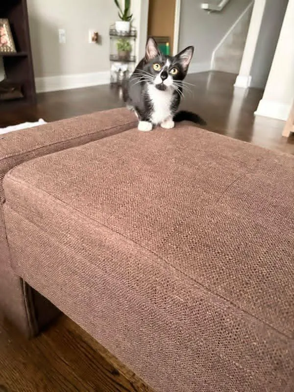 A baby medium-sized female Black Domestic Short Hair cat named Sophie for adoption in Houston, TX