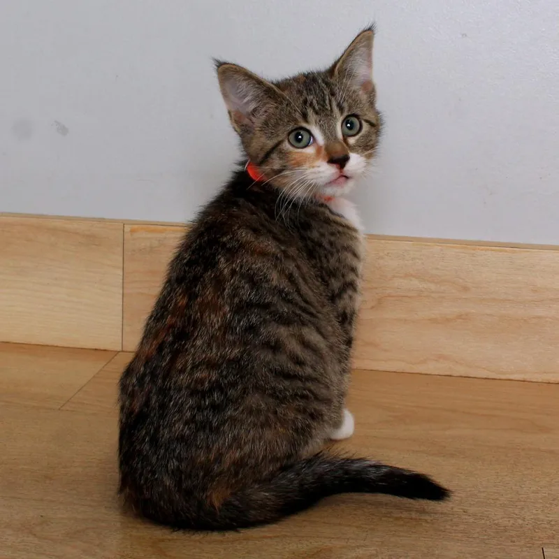 A baby small-sized female Calico Domestic Short Hair cat named Deep End C for adoption in Minnetonka, MN