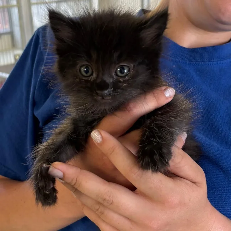 A baby small-sized male Black Domestic Short Hair cat named Tulip for adoption in Santa Barbara, CA