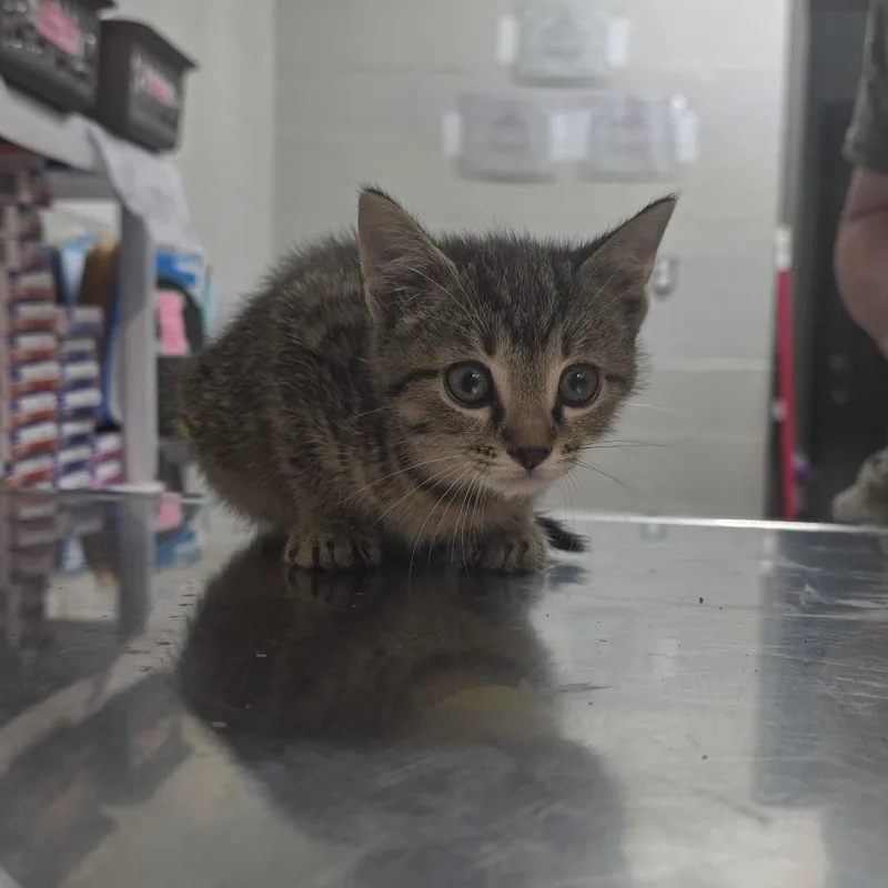A baby small-sized female Brown / Chocolate Domestic Short Hair cat named CookiesNCream for adoption in Clanton, AL