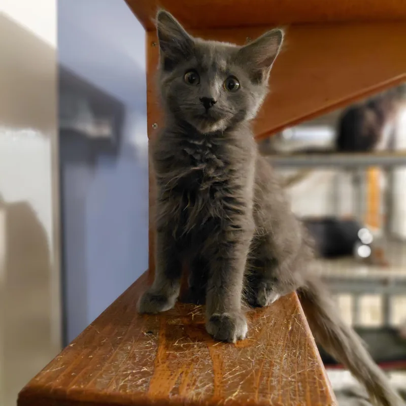 A baby medium-sized female Gray / Blue / Silver Domestic Long Hair cat named Shiva for adoption in Littleton, NH