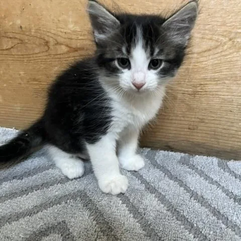 A baby small-sized male Domestic Short Hair cat named Noir for adoption in Trenton, MO