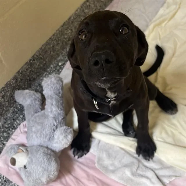 A baby medium-sized female Labrador Retriever dog named Tilly for adoption in Brewster, MA