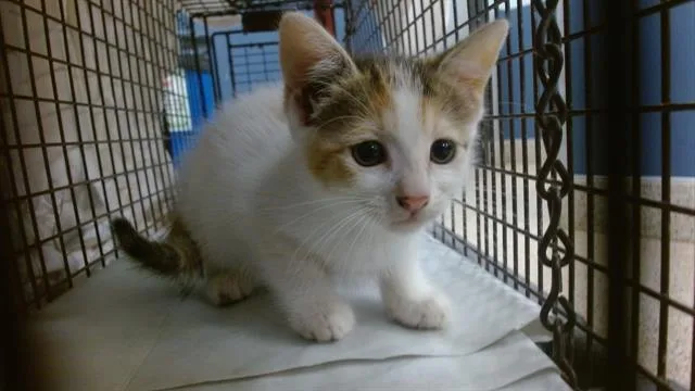 A baby small-sized female Domestic Short Hair cat named Zelda for adoption in Miami, FL