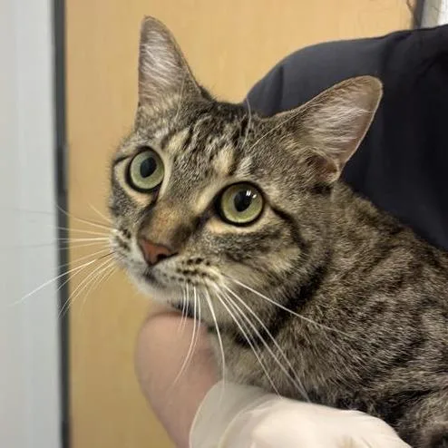 An adult large-sized female Brown / Chocolate Domestic Short Hair cat named Freya for adoption in Jacksonville, FL