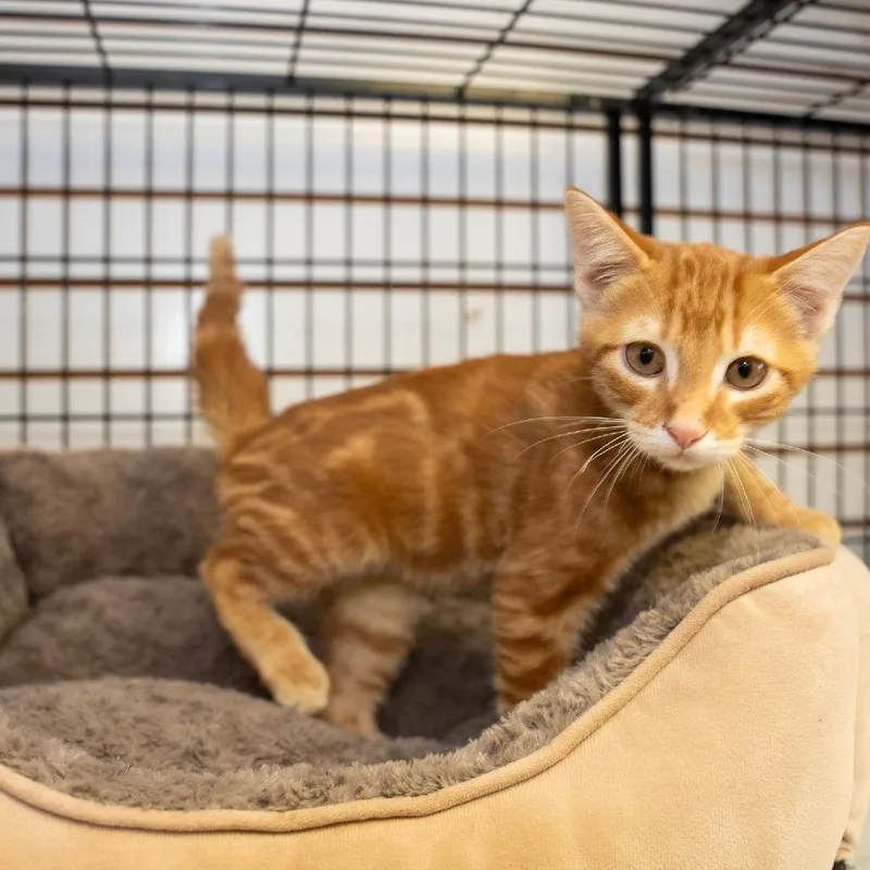 A baby small-sized male Orange / Red Domestic Short Hair cat named Nixon for adoption in Pawling, NY