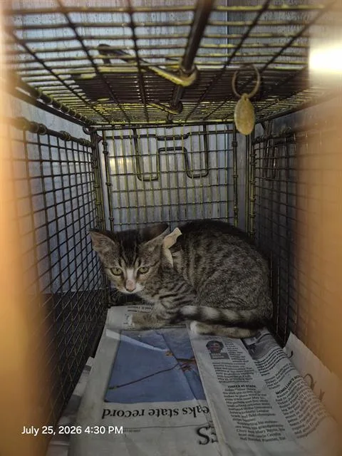A baby small-sized female Domestic Short Hair cat named Teddy for adoption in San Antonio, TX