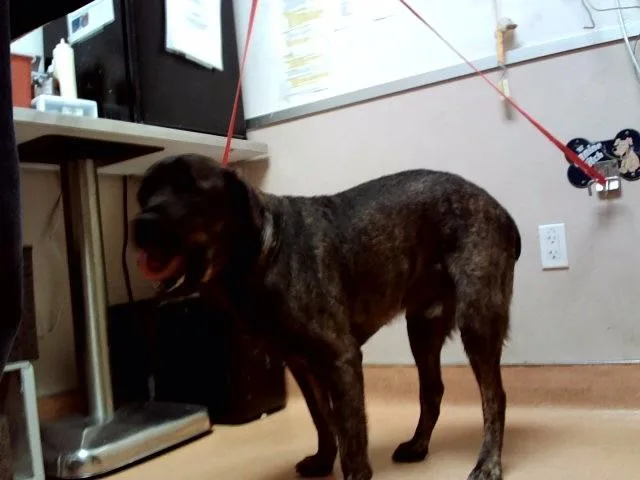 An adult large-sized male Rottweiler dog named Huxley for adoption in Martinez, CA
