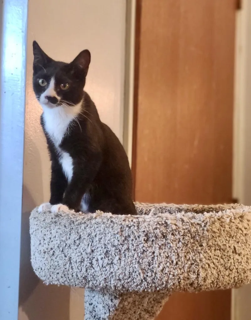 A baby medium-sized female Black & White / Tuxedo American Shorthair cat named Petra for adoption in Mission Viejo, CA