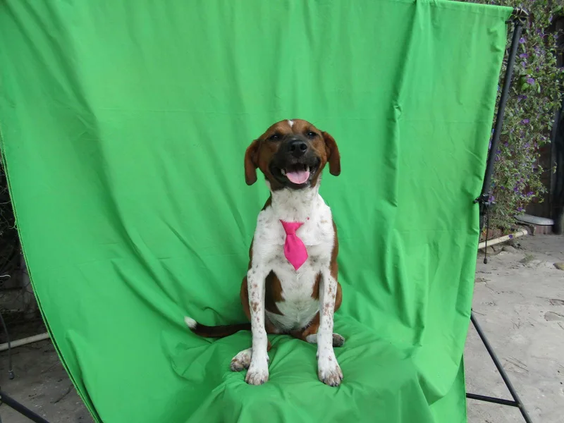 A young medium-sized female Terrier dog named Gingerx for adoption in San Diego, CA
