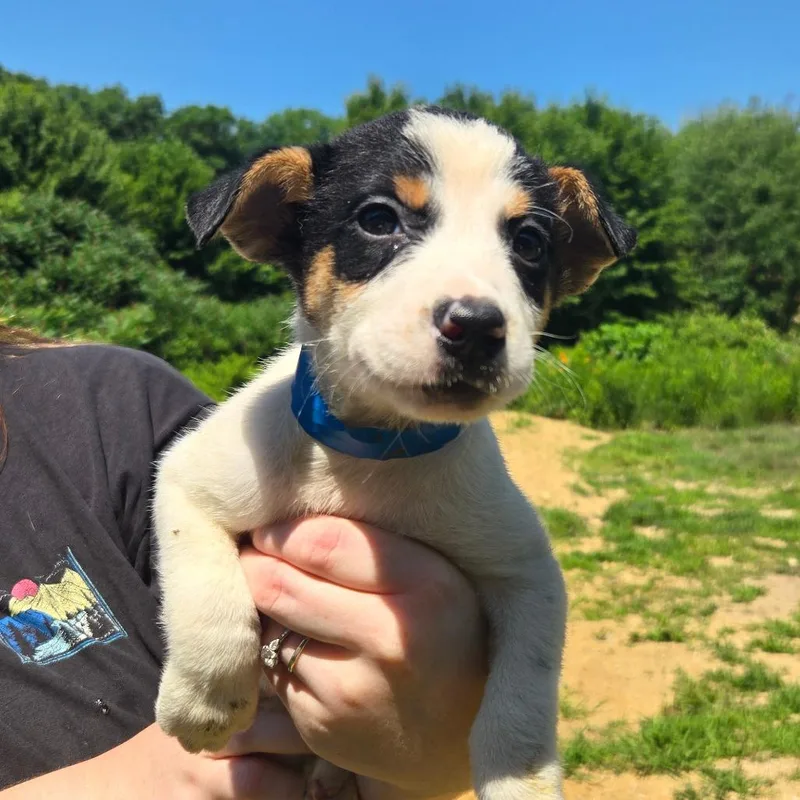 A baby medium-sized male White / Cream Mixed Breed dog named CT Ecuador for adoption in Eastford, CT