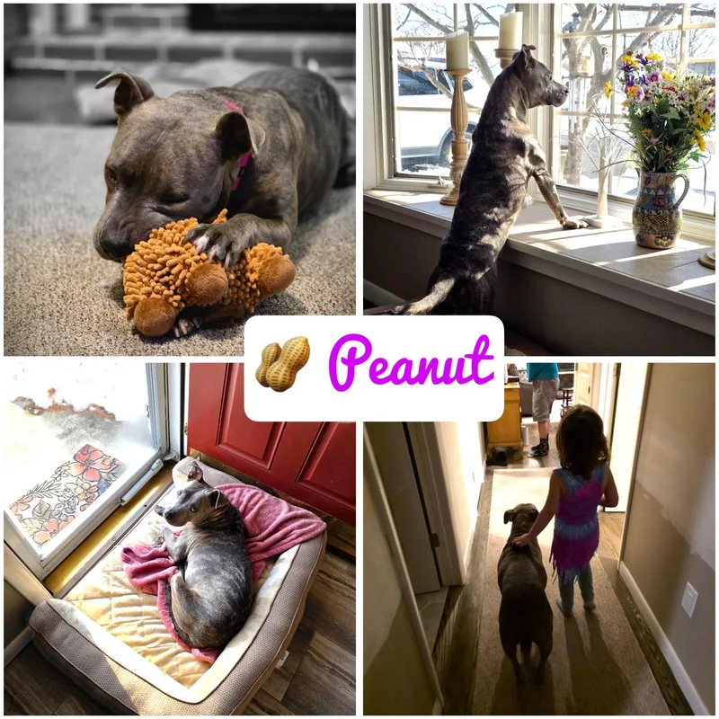 An adult medium-sized female Gray / Blue / Silver Pit Bull Terrier dog named Peanut for adoption in Hatfield, PA