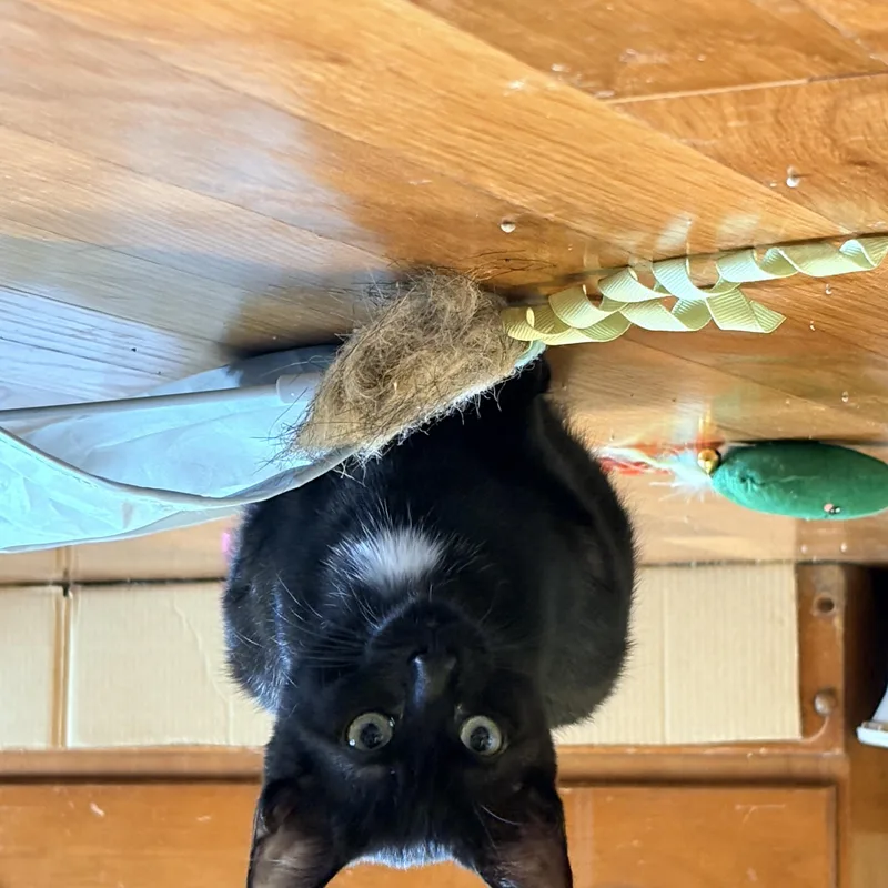 A baby small-sized female Domestic Short Hair cat named Congaree for adoption in Richmond, VA