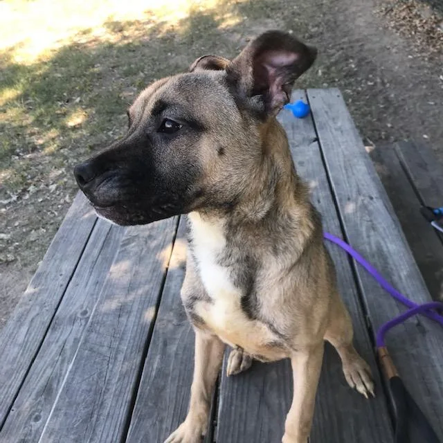 A baby medium-sized female Shepherd dog named Skittles for adoption in Little Rock, AR