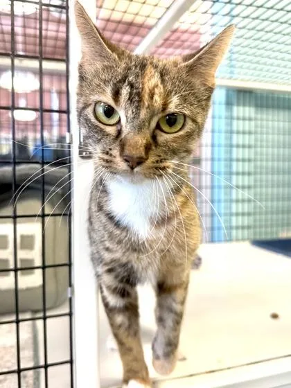 A young medium-sized female Brown / Chocolate Domestic Short Hair cat named Sasha for adoption in Fernandina Beach, FL