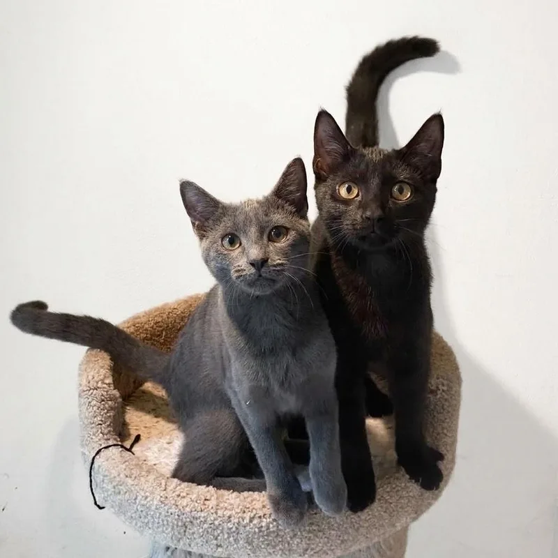 Jade and Jet thumbnail 2
