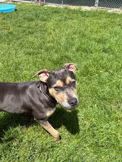 A young medium-sized female Mixed Breed dog named Dora for adoption in Belleville, MI