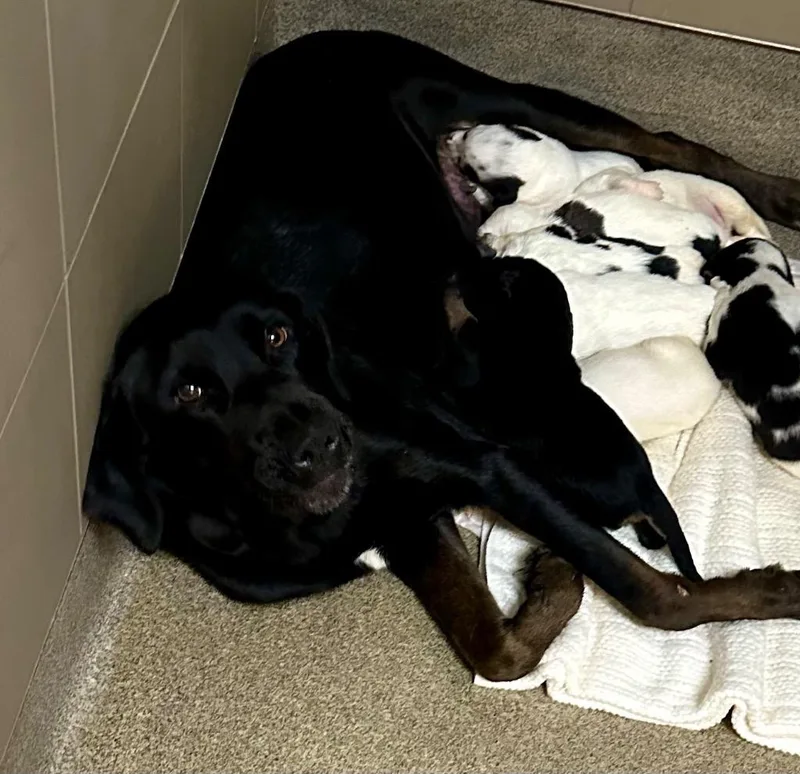 A young medium-sized female Mixed Breed dog named Old Dalton Adkira for adoption in Rome, GA