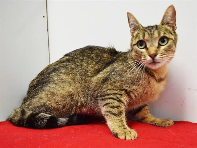 A young small-sized female Domestic Short Hair cat named Onya for adoption in Sacramento, CA