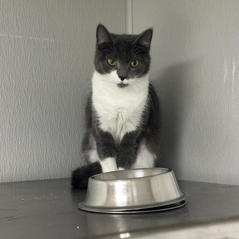 A young small-sized female Gray / Blue / Silver Domestic Short Hair cat named Feather for adoption in Uniontown, PA