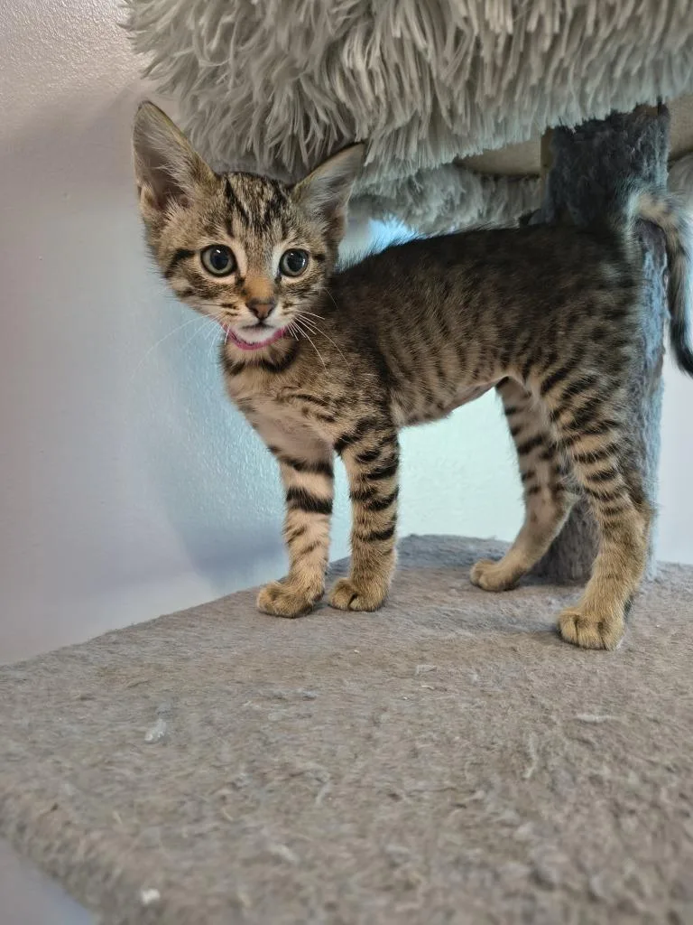 A baby small-sized female Domestic Short Hair cat named Uno for adoption in Athens, TN
