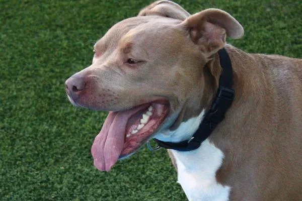 An adult large-sized male Pit Bull Terrier dog named Smokey for adoption in San Diego, CA
