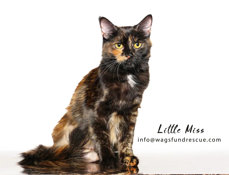 Little Miss thumbnail 2