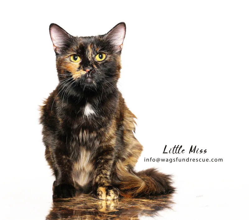 Little Miss thumbnail 3