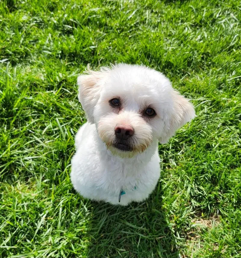 A young small-sized male Miniature Poodle dog named Remy for adoption in Tacoma, WA