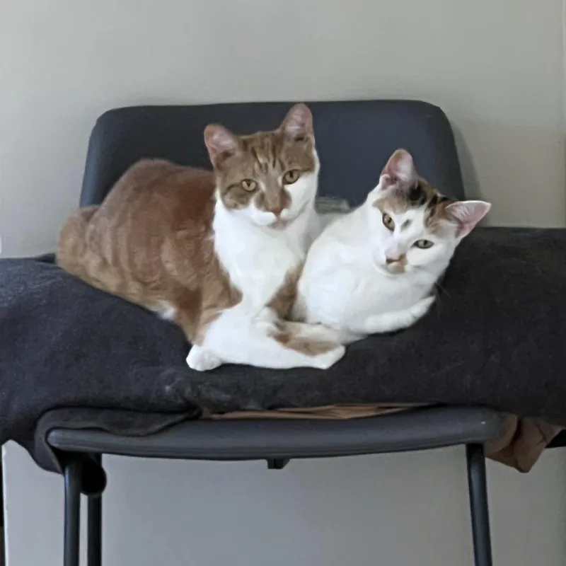 An adult small-sized male Orange / Red Domestic Short Hair cat named Canelo Home to for adoption in South Elgin, IL