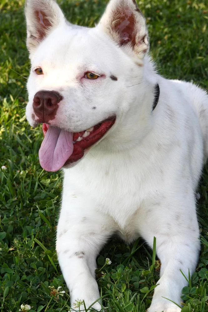 A young medium-sized male Cattle Dog dog named Banzai for adoption in Evansville, IN