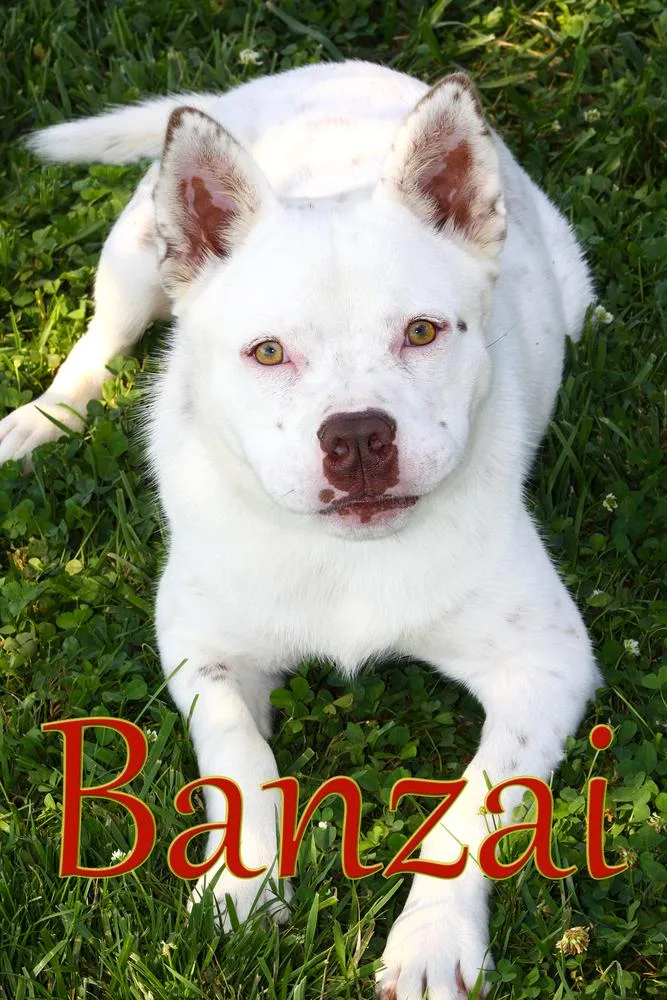 Banzai thumbnail 6