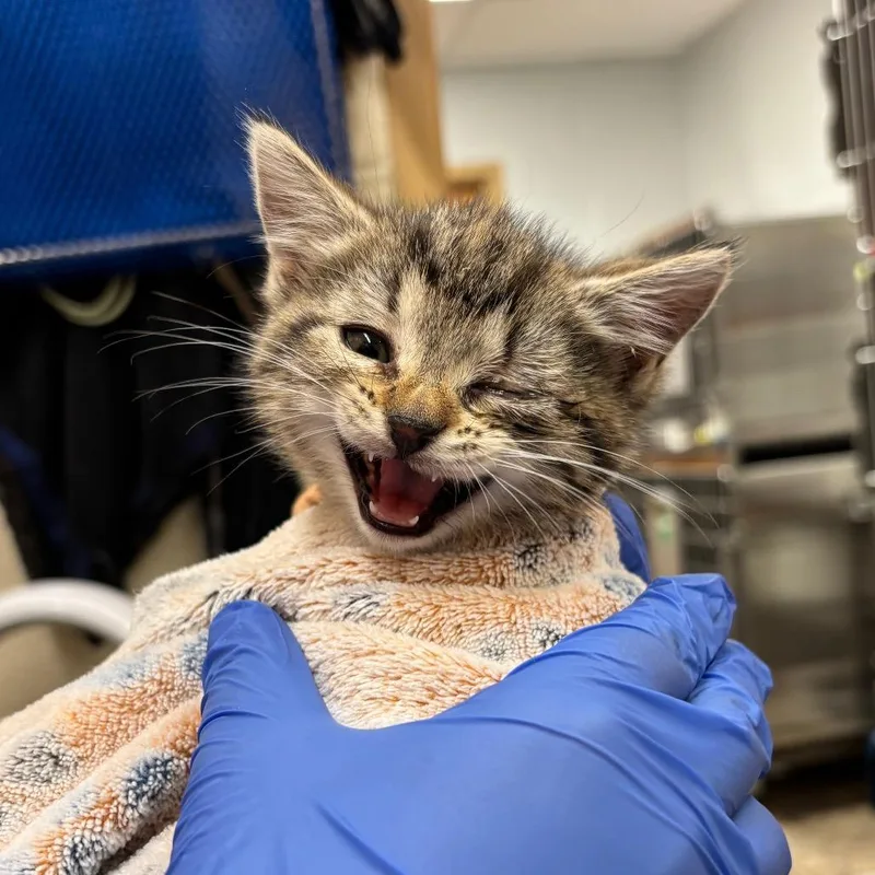 A baby small-sized female Brown / Chocolate Domestic Short Hair cat named River for adoption in Birdsboro, PA