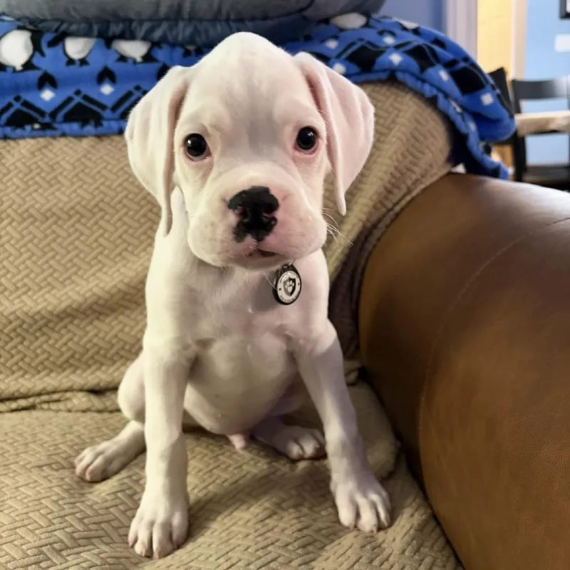A baby large-sized male White / Cream Boxer dog named Sarge for adoption in Durham, NC