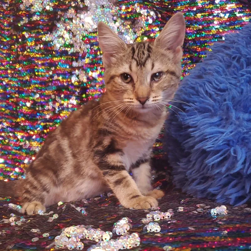 A baby small-sized female Brown / Chocolate Domestic Short Hair cat named Grace for adoption in Jefferson city, TN