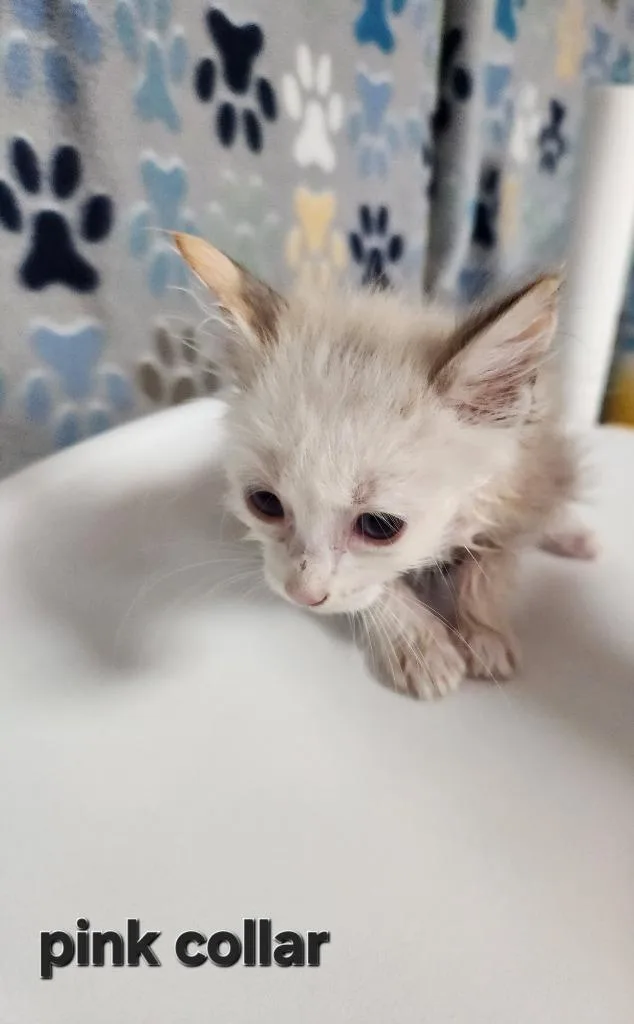 A baby small-sized female Siamese cat named Roses for adoption in Wabash, IN