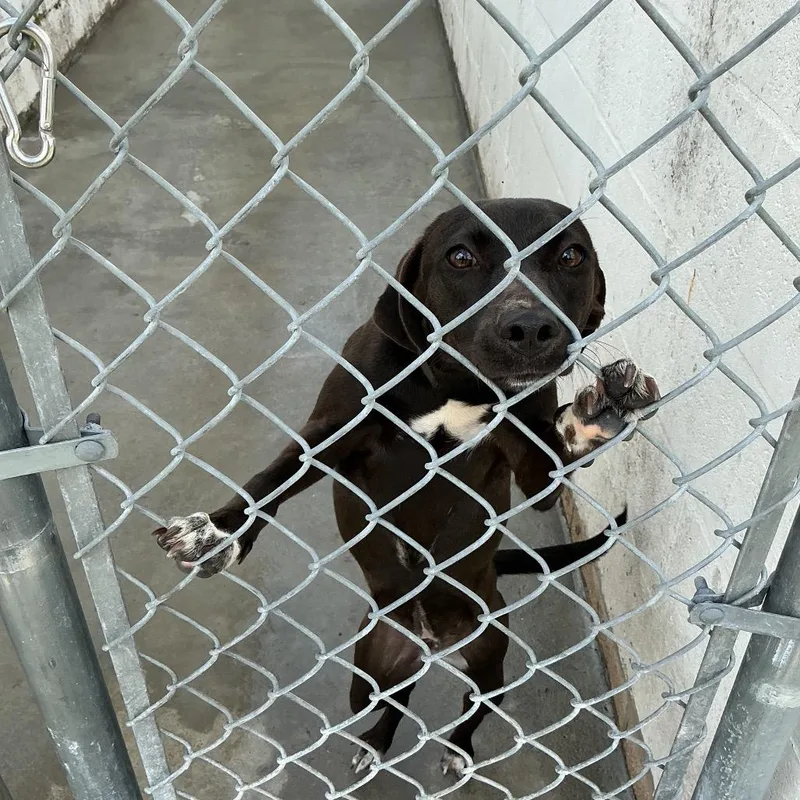 A young small-sized female Coonhound dog named Pendi for adoption in Titusville, FL