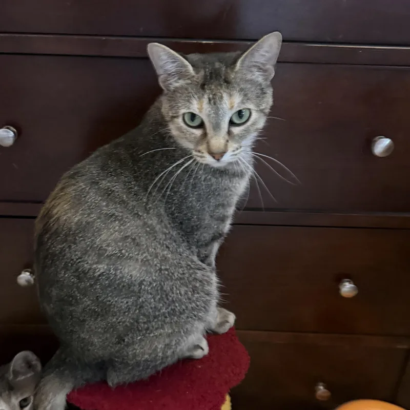 An adult medium-sized male Tortoiseshell Domestic Short Hair cat named Nova for adoption in Garden City, MI