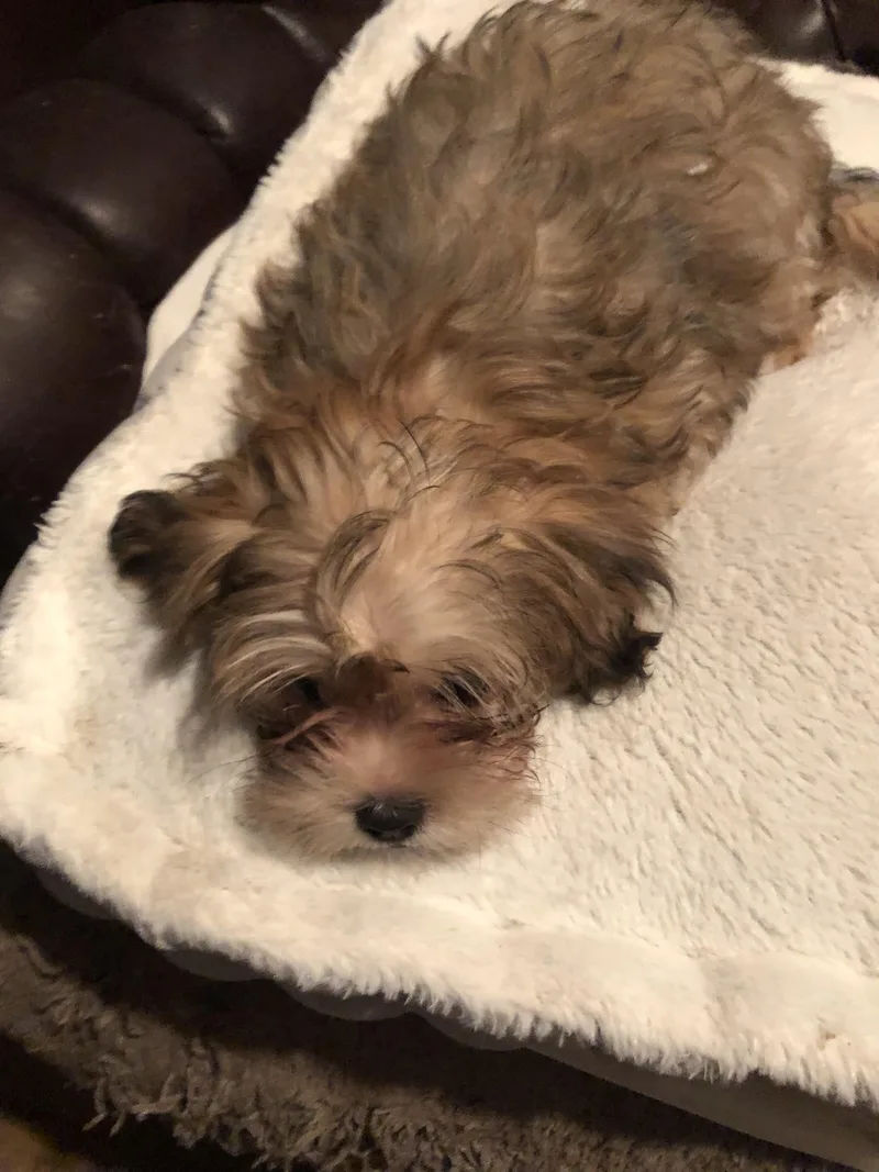 A baby small-sized male Golden Shih Tzu dog named Eggbert for adoption in Fresno, CA