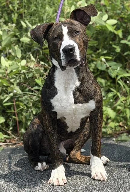 A young large-sized male American Staffordshire Terrier dog named Cheesestick for adoption in Canfield, OH