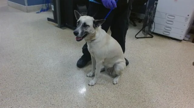 An adult medium-sized female Siberian Husky dog named Alnesa for adoption in Miami, FL