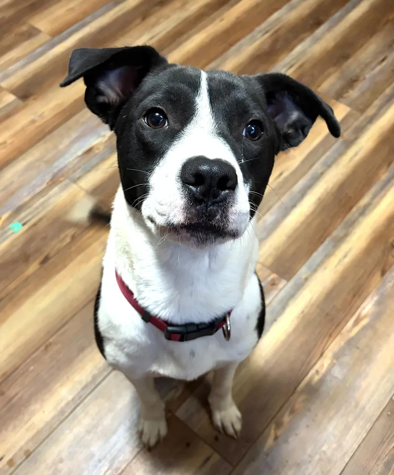 An adult medium-sized female Labrador Retriever dog named Lovely Lola for adoption in Franklin, TN