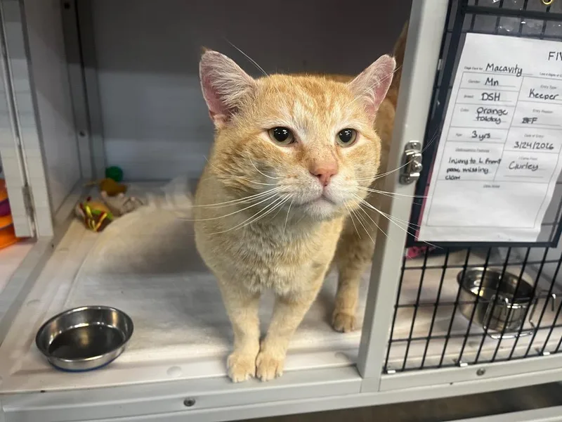 An adult medium-sized male Domestic Short Hair cat named Macavity for adoption in Raleigh, NC