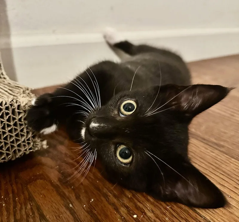 A baby medium-sized male Black & White / Tuxedo Domestic Short Hair cat named Maxwell for adoption in Seal Beach, CA