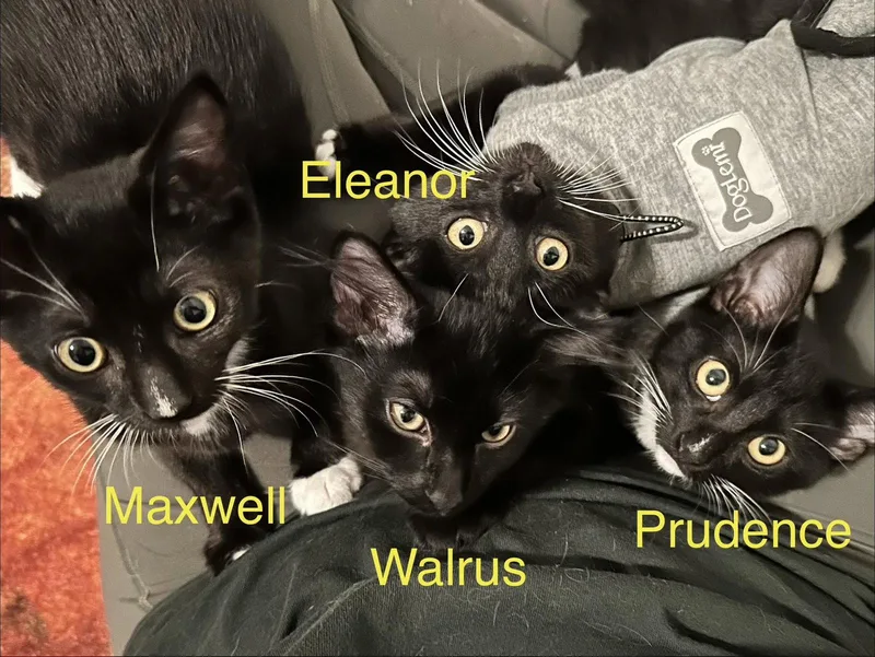 Maxwell thumbnail 3