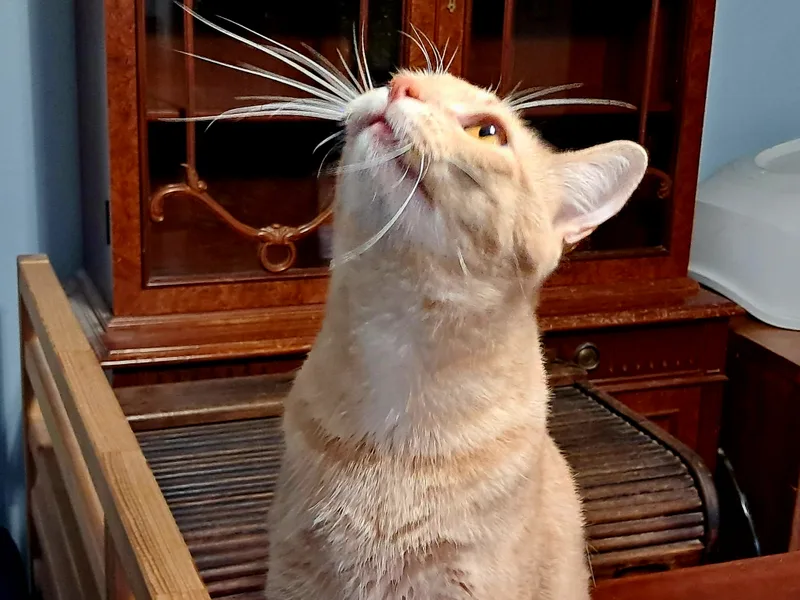 An adult medium-sized male Orange & White Tabby cat named Ting Ting for adoption in Magnolia, TX