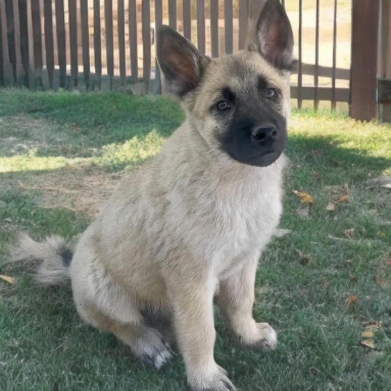 A baby small-sized male Yellow / Tan / Blond / Fawn German Shepherd Dog dog named Colby for adoption in Las Vegas, NV
