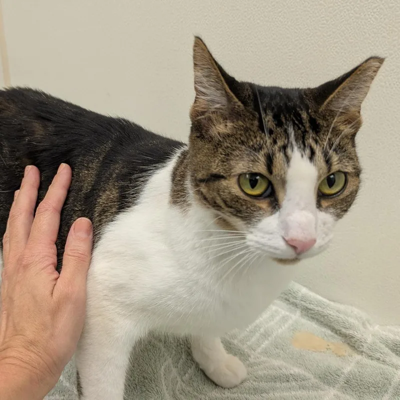 A young medium-sized female Brown / Chocolate Domestic Short Hair cat named Jelly Bean for adoption in Oshkosh, WI