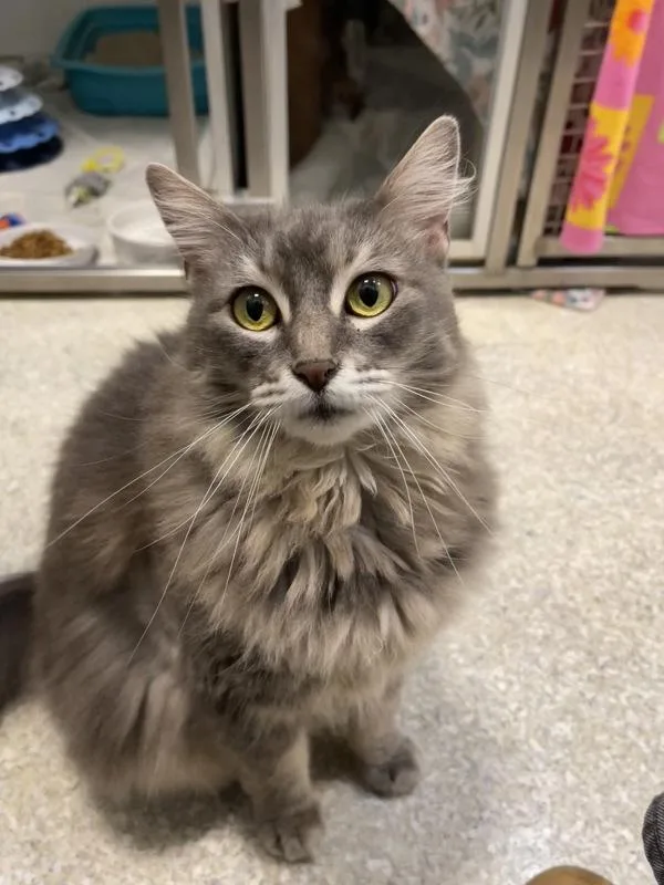An adult medium-sized female Domestic Long Hair cat named Flora for adoption in San Diego, CA